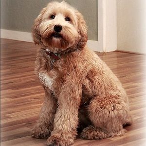 Meet your Posher, Dana